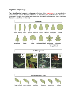 Plant family - Conservation Corps Minnesota