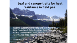 Leaf and canopy traits for heat resistance in field pea
