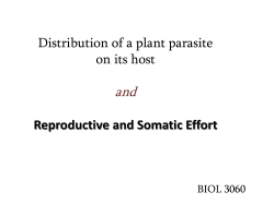 Distribution of a plant parasite on its host: gall distribution on the