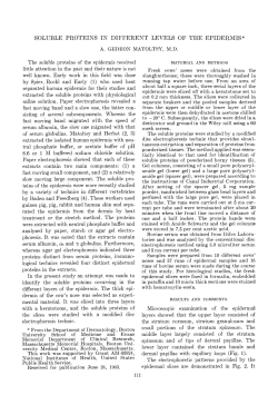Soluble Proteins in Different Levels of the Epidermis