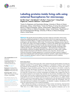 Labeling proteins inside living cells using external fluorophores for