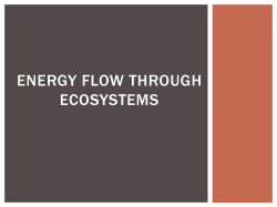 Energy Flow through ecosystems