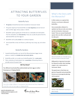 attracting butterflies to your garden