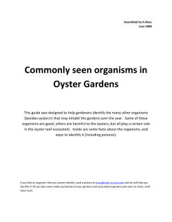 Commonly seen organisms in Oyster Gardens
