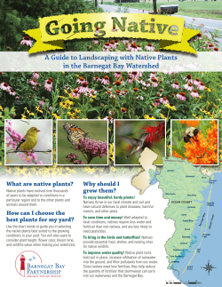A Guide to Landscaping with Native Plants in the Barnegat Bay