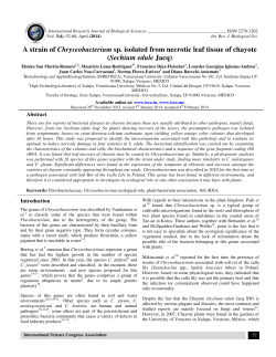 A strain of Chryseobacterium sp. isolated from necrotic leaf tissue of