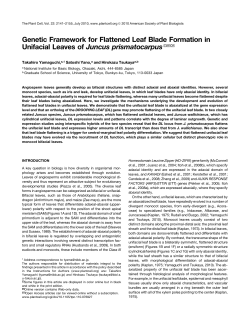 Genetic Framework for Flattened Leaf Blade Formation