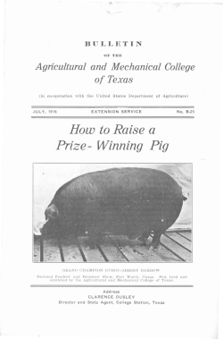How to Raise a Prize- Winning Pig