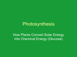 thylakoid membrane Light energy