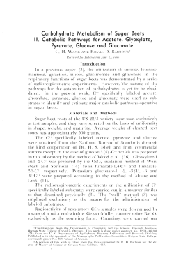 Carbohydrate Metabolism of Sugar Beets II. Catabolic Pathways for