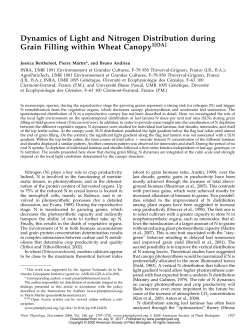 Dynamics of Light and Nitrogen Distribution