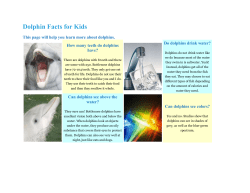 Dolphin Facts for Kids