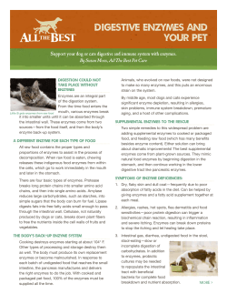 Digestive Enzymes and Your Pet