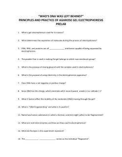 DNA Fingerprinting Electrophoresis PreLab WS