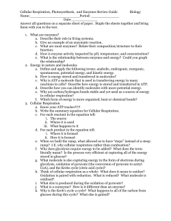 Cellular Respiration, Photosynthesis, and Enzymes Review Guide