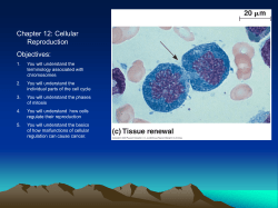 Cytokinesis Animal Cells