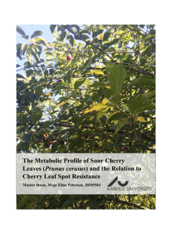 The Metabolic Profile of Sour Cherry Leaves (Prunus