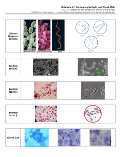 Blank Elaborate Cheek and bacteria cells