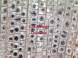 Unit One - Objectives 1-7