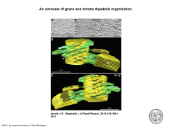 Tomographic model of a granum with associated stroma thylakoid.