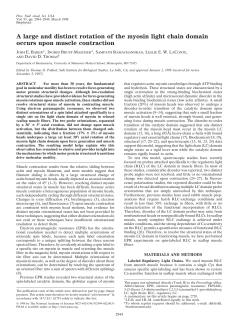 A large and distinct rotation of the myosin light chain domain occurs