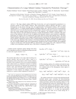 Characterization of a Large Subunit Catalase Truncated by