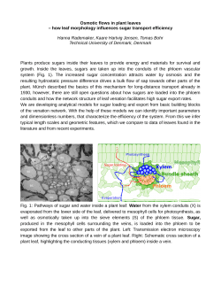 Osmotic flows in plant leaves &ndash; how leaf morphology influences