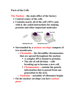Parts of the Cells The Nucleus &ndash; the main office of the factory Control