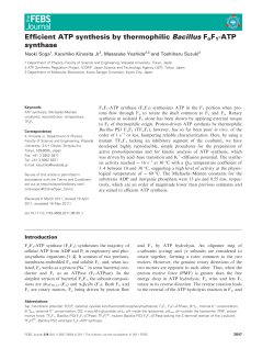 Efficient ATP synthesis by thermophilic Bacillus