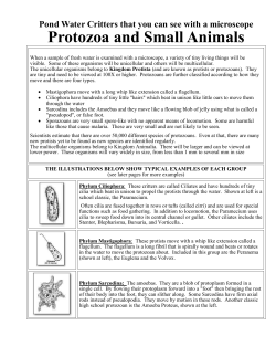 Pond Water Animals, Not to be confused with Protists