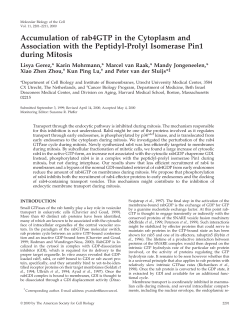 Accumulation of rab4GTP in the Cytoplasm and