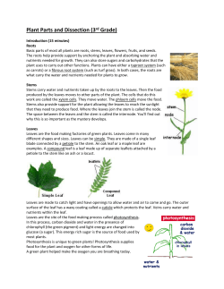 Basic parts of most all plants are roots, stems, leaves