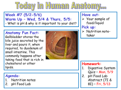 Digestive System Functions