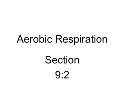 7-2 Aerobic Respiration