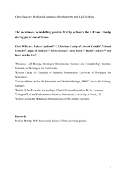 Insights into the role of Pex11p in Dnm1p