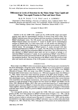 Differences in Levels of Detection for the Maize Stripe Virus Capsid
