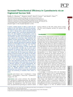 Increased Photochemical Efficiency in Cyanobacteria via an