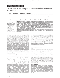 Distribution of the collagen IV isoforms in human Bruch`s membrane