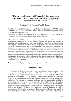 Differences in Rubisco and Chlorophyll Content among Tissues and