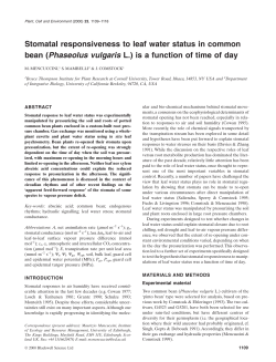 Stomatal responsiveness to leaf water status in common bean