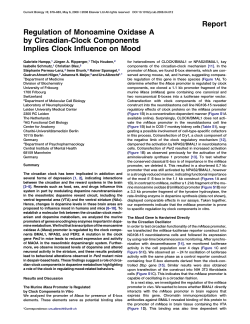 Report Regulation of Monoamine Oxidase A by Circadian