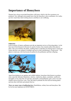 Importance of Honeybees - School