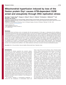 Mitochondrial hyperfusion induced by loss of the fission protein Drp1