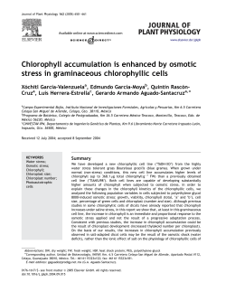 Chlorophyll accumulation is enhanced by osmotic stress in
