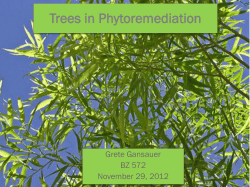 Trees in Phytoremediation