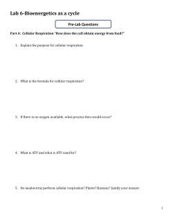 Lab. 6 Cellular Respiration