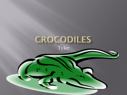 Crocodiles