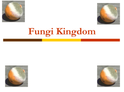 Fungi Kingdom The Fungi Kingdom