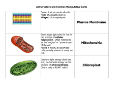 Cell Structure and Function Manipulative Cards