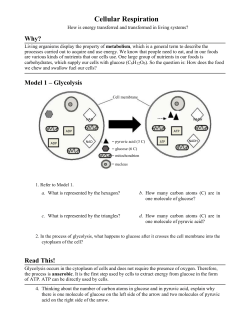 Model 2 &ndash; Krebs Cycle